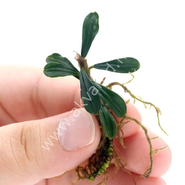 Bucephalandra tomahawk 10x10cm Kutu - ÖN SİPARİŞ
