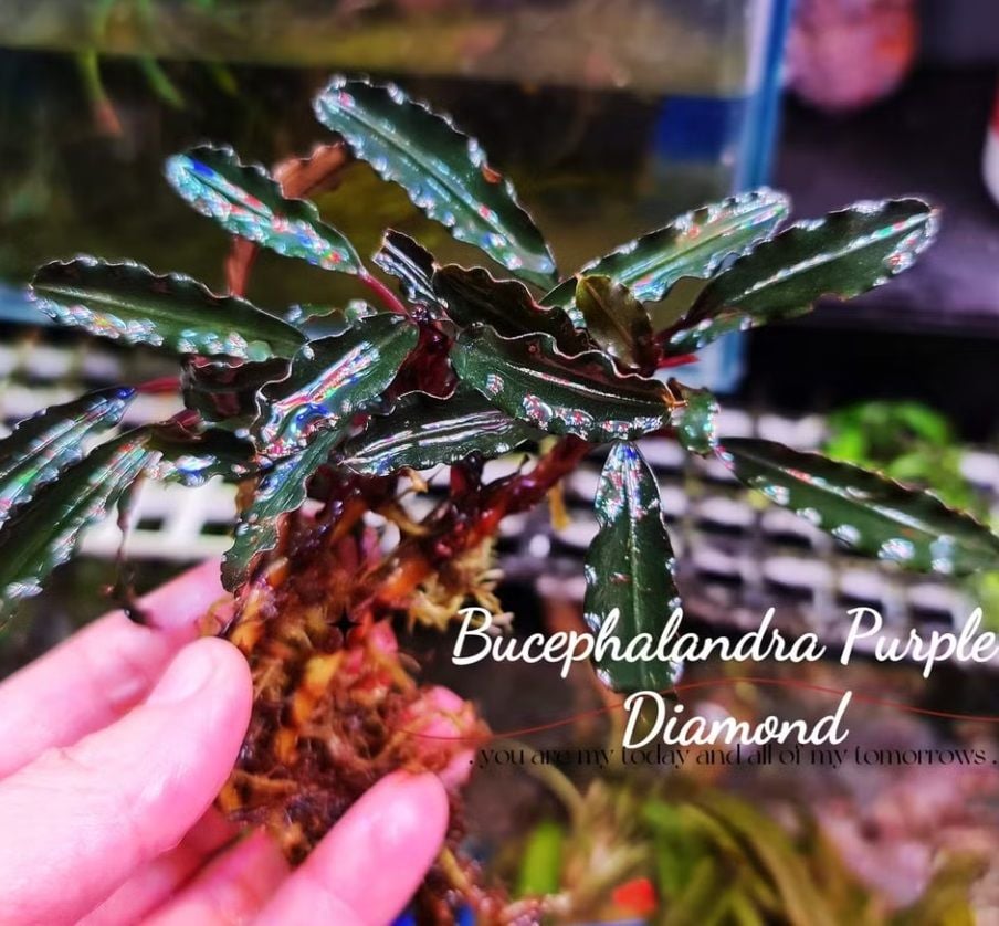 AkvaRED - Bucephalandra purple diamond