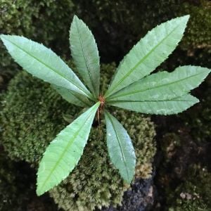 Sauvagesia Serrata Silver