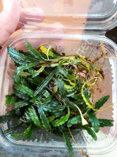 Bucephalandra velvet 10x10cm Kutu - ÖN SİPARİŞ
