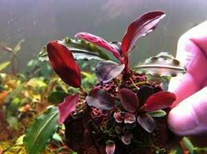 Bucephalandra red cherry ADET