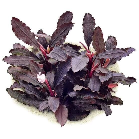 Bucephalandra lamandau purple 10X10 CM PORSİYON