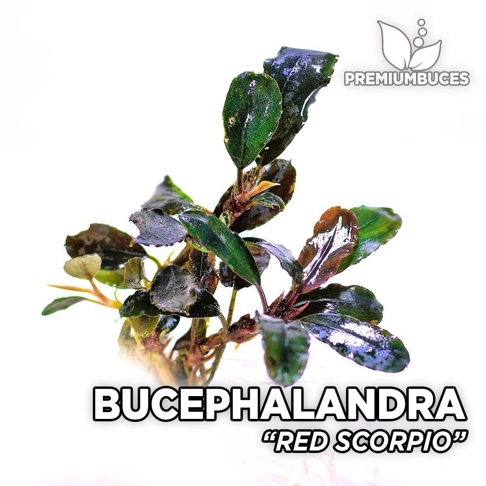 Bucephalandra red scorpio ADET