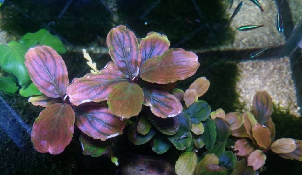 Bucephalandra red serenade ADET