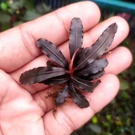 AkvaRED - Bucephalandra splendor purple