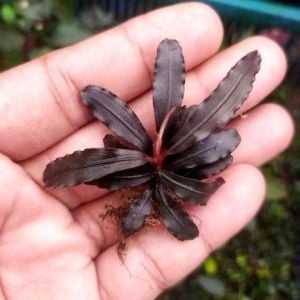 Bucephalandra splendor purple ADET