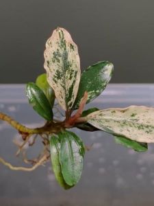 Bucephalandra variegata ADET