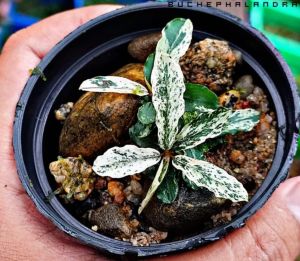 Bucephalandra sp. Variegata③ AkvaRED - Bucephalandra variegata