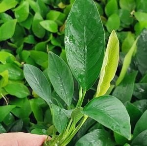 Anubias congensis ADET