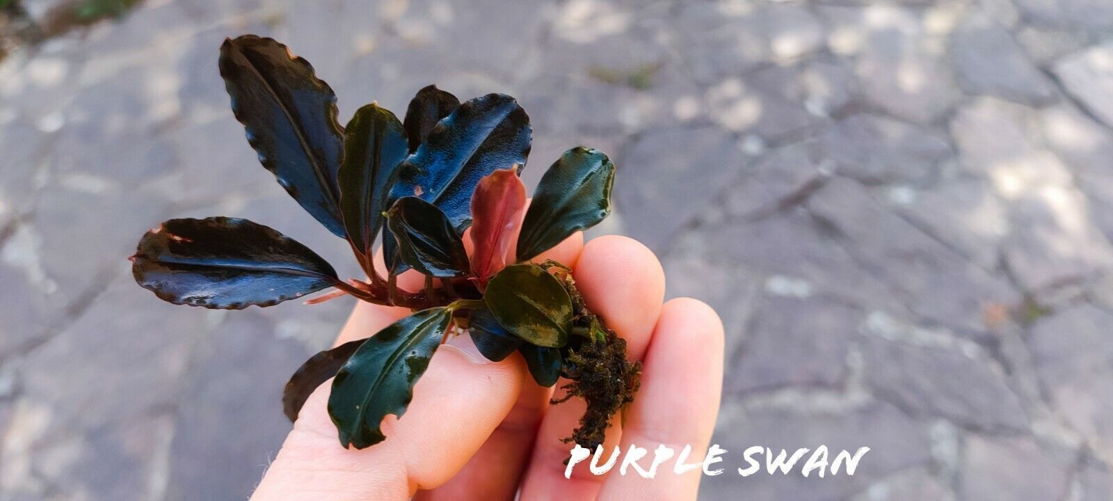 Bucephalandra purple swan ADET