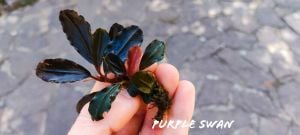 Bucephalandra purple swan ADET
