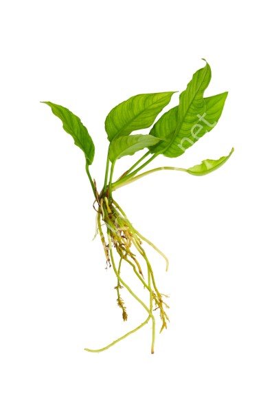 Anubias heterophylla ADET