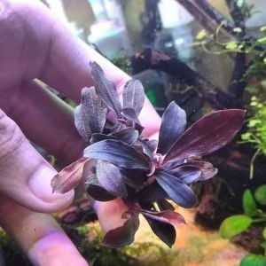 Bucephalandra black widow ADET
