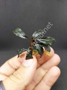 Bucephalandra dark kedagang ADET ITHAL