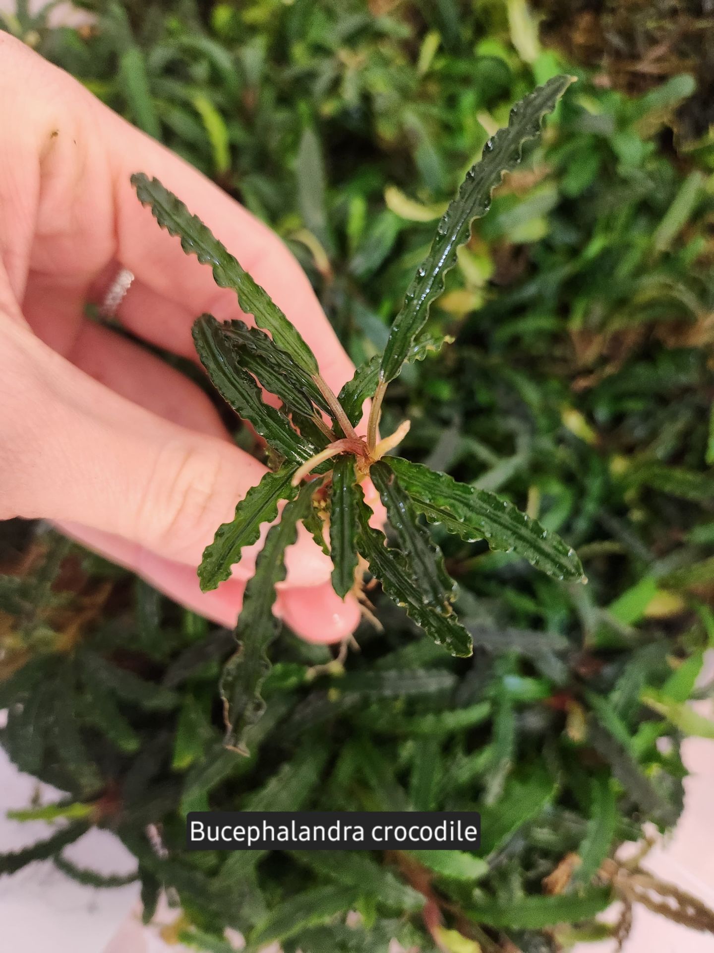 Bucephalandra king crocodile ADET