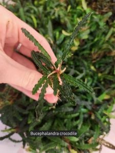Bucephalandra king crocodile ADET