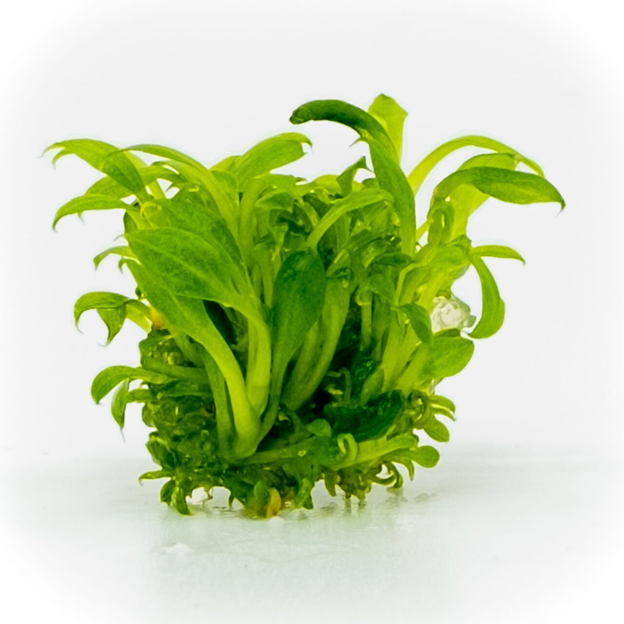 Anubias microgreen EXVITRO