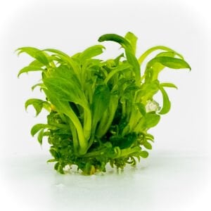 Anubias microgreen EXVITRO