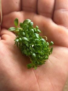 Anubias microgreen EXVITRO ADET