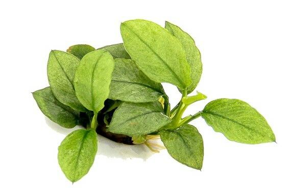 Anubias jade ADET