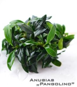 Anubias pangolino ADET ÖN SİPARİŞ