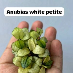 Anubias white petite ADET 