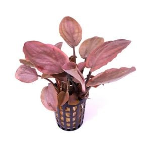 Lagenandra meeboldii pink ADET