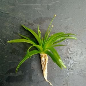 Eriocaulon parkeri ADET İTHAL