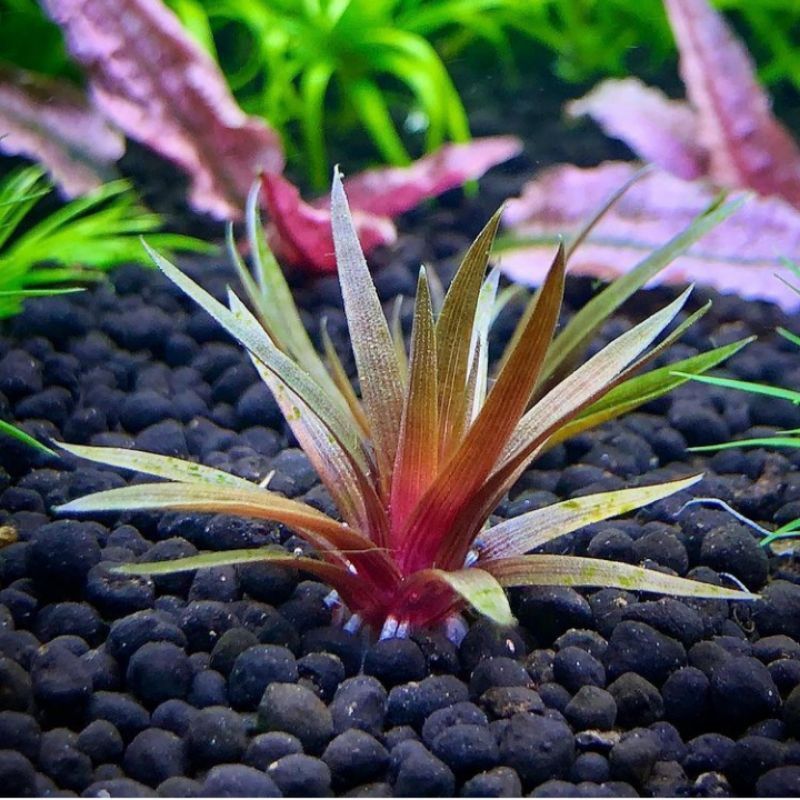 Eriocaulon quinquangulare ADET