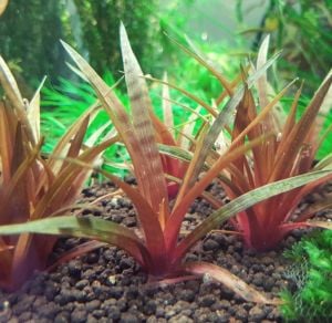 Eriocaulon quinquangulare ADET