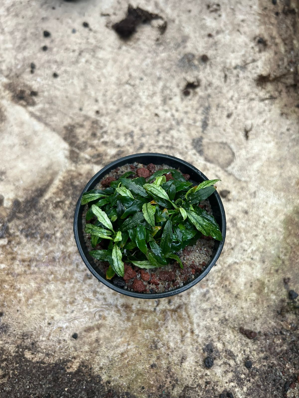 Anubias minima varigata ADET ITHAL