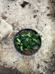 Anubias minima varigata ADET ITHAL