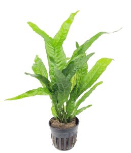 Microsorum pteropus thor\'s hammer BUKET