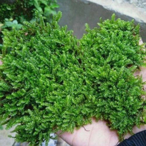 Gorontalo moss 5 gram ÖN SİPARİŞ