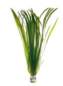 Vallisneria striped  İTHAL BUKET
