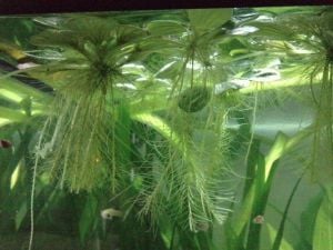 Pistia stratiotes MİNİ BOY (Su Marulu) ADET