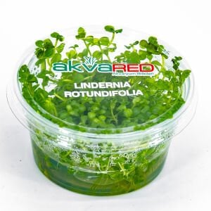 Lindernia rotundifolia IN VITRO CUP