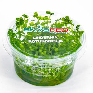 Lindernia rotundifolia IN VITRO CUP