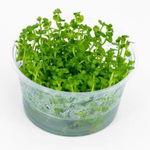 Lindernia rotundifolia IN VITRO CUP