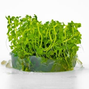 Lindernia rotundifolia IN VITRO CUP