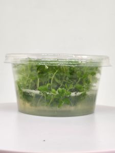 Lindernia rotundifolia IN VITRO CUP