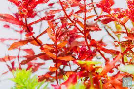 Rotala macrandra mini butterfly BUKET