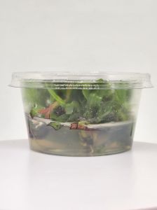 Murdannia keisak  IN VITRO CUP