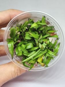 Murdannia keisak  IN VITRO CUP