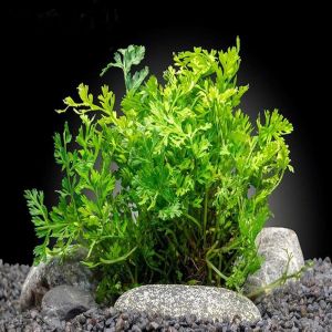 Bolbitis difformis İTHAL BUKET ÖN SİPARİŞ