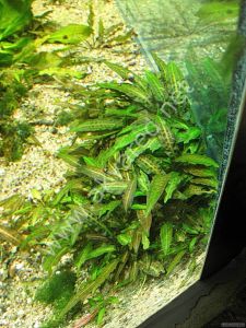 Cryptocoryne nurii IN VITRO JAR (KAVANOZ)