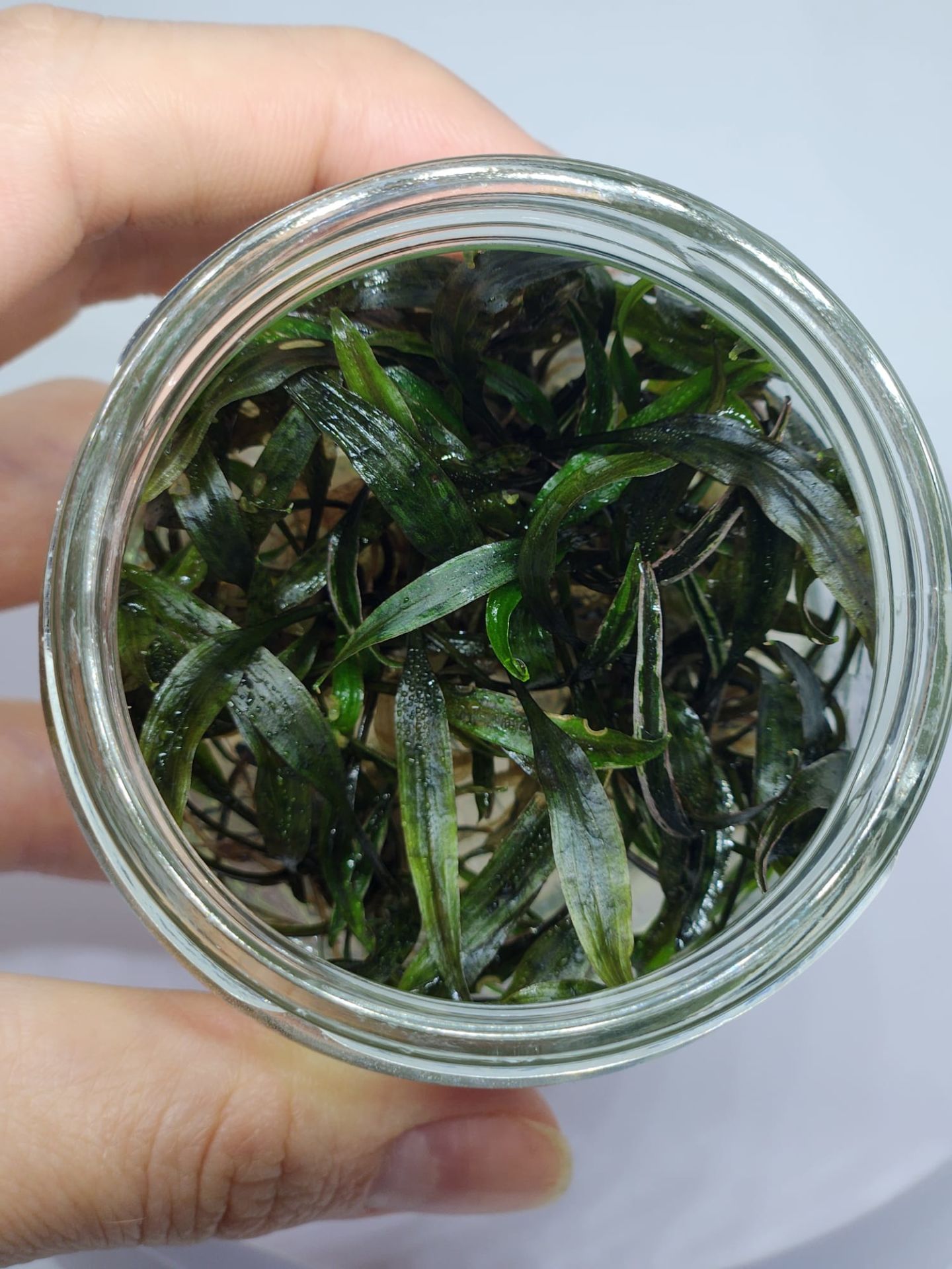 Cryptocoryne nurii IN VITRO JAR (KAVANOZ)