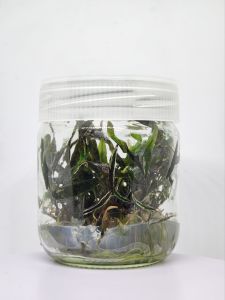 Cryptocoryne nurii IN VITRO JAR (KAVANOZ)