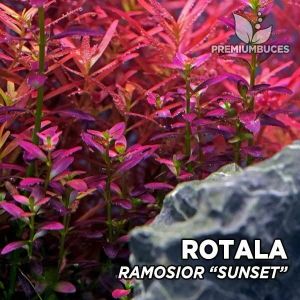 Rotala ramosoir sunset IN VITRO JAR (KAVANOZ)