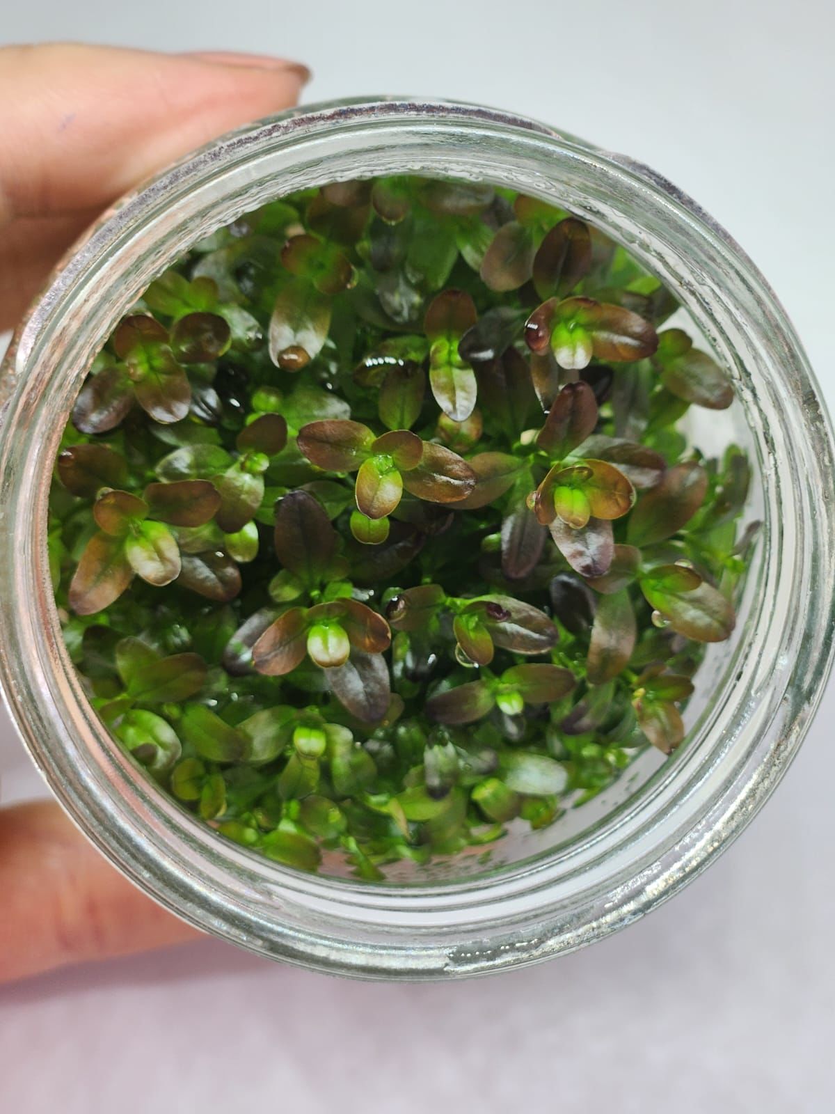 Rotala ramosoir sunset IN VITRO JAR (KAVANOZ)